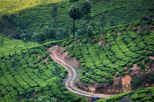 A glimpse at Munnar tea plants, which are growing on the Western Ghats mountain range (Sahyadri), in the Indian state of Kerala.