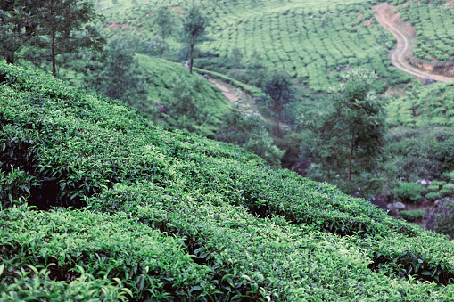 A close look at Munnar tea plants, which crop grows on the Western Ghats mountains.