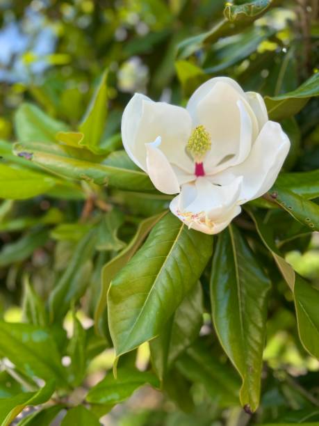 스위트베이 목련나무와 꽃 - sweet magnolia tree blossom white 뉴스 사진 이미지