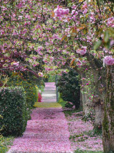 the corridor of pink blossoms on a spring day in vancouver - vancouver harbor imagens e fotografias de stock