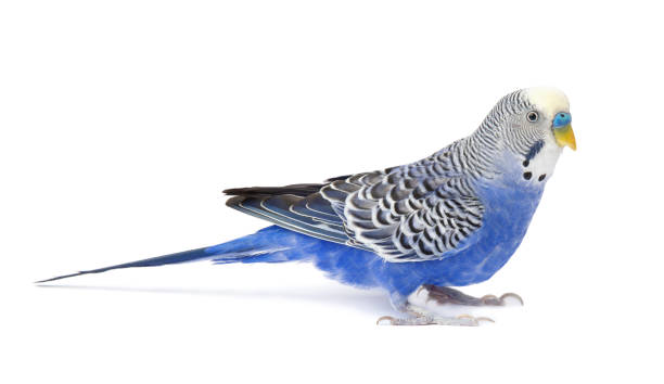 istock Blue budgie isolated on white background. Budgerigars bird or wavy parrot. 1402178206