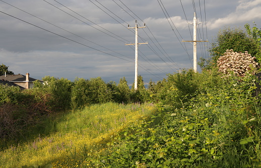 Rows of power lines extend above a green belt in the Fleetwood-Tynehead neighborhood of Surrey, British Columbia. Lush foliage with blackberry vines, tall buttercups and Nootka rose bushes. Spring early evening under cloudy skies in Metro Vancouver.