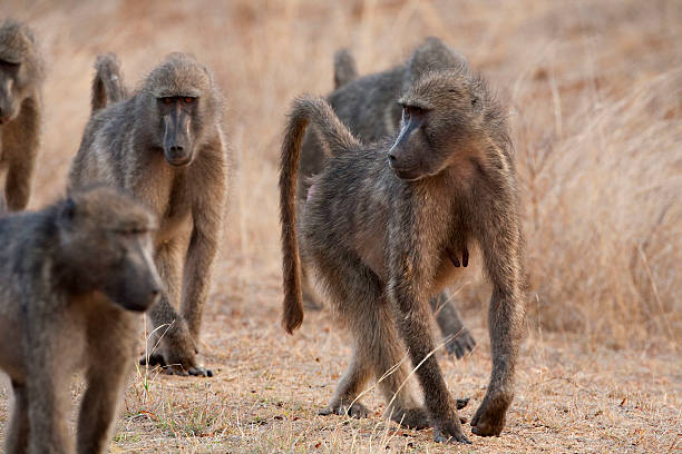 istock Baboon's walking ( paplocynocephalus anubis)  Kruger National Park South Africa 140217918