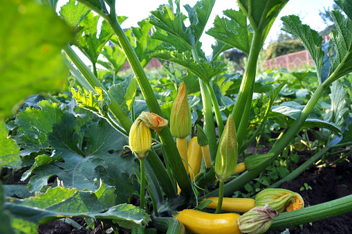 Courgette with fruits, flowers and leaves growing on the land