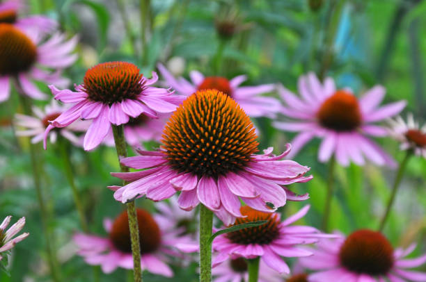 istock Bloom in nature echinacea purpurea 1402179591