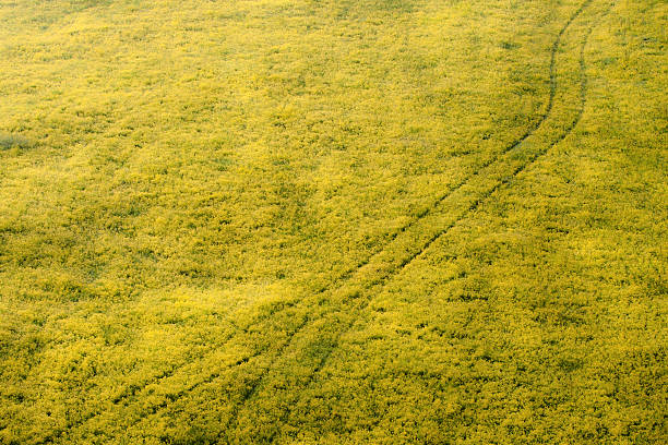 Pista de flores silvestres - foto de acervo