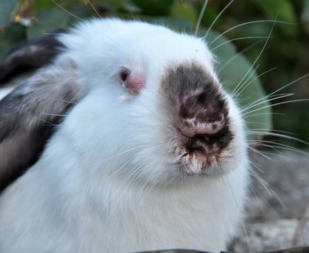 istock Sick rabbit for myxomatosis 1402180852