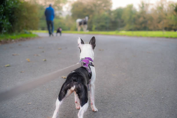 Boston Terrier puppy wearing a harness seen from a low angle behind her. She is looking ahead at a man with a dog and a horse in soft focus.