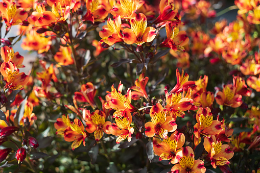 Hermosas flores de lirio alstroemeria naranja photo