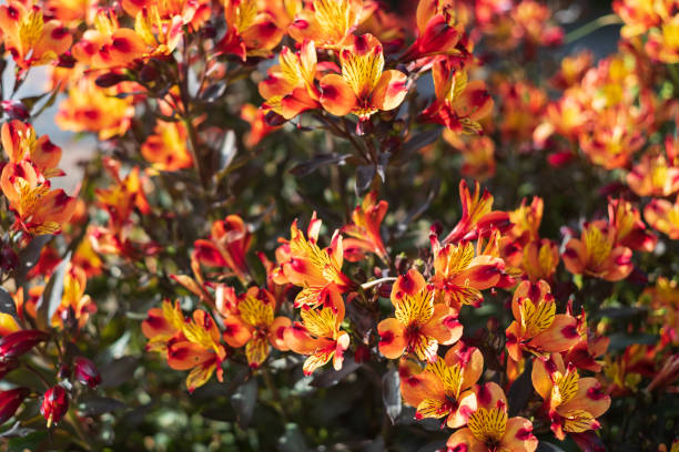 belles fleurs de lys orange alstroemeria - été indien photos et images de collection