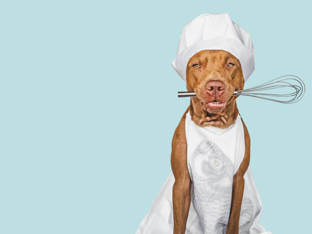 istock Pretty, lovable brown puppy, white chef's hat 1402184029