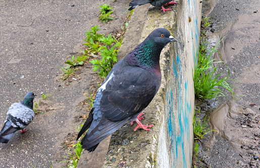 An adult blue pigeon is sitting on the fence.