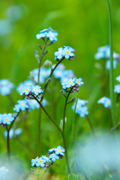 istock Close up of blue flowers surrounded by grass 1402184128