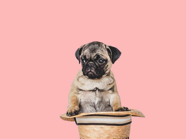 istock Lovable, pretty puppy and sun hat. Close-up, indoors 1402184248