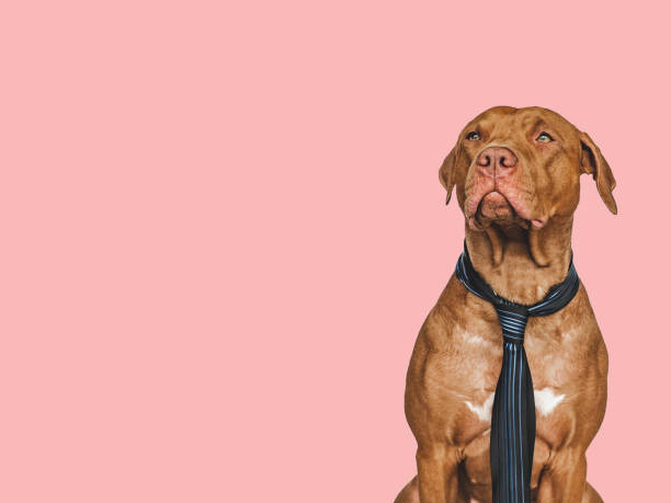 istock Lovable, pretty brown puppy and tie. Close-up 1402184323