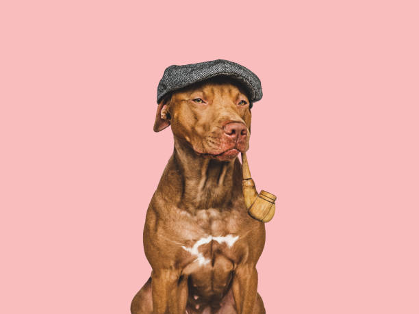 istock Lovable, pretty brown dog. Pet care concept 1402184398