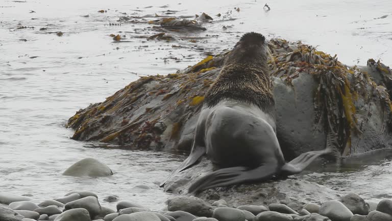 450 Cape Fur Seal Stock Videos and Royalty-Free Footage - iStock