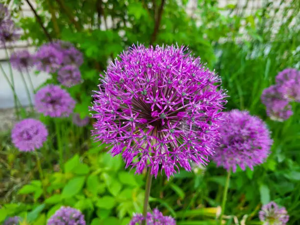 Purple flower decorative bow, close-up. The spherical allium flower can reach up to 15 centimeters in diameter. The concept of landscape design
