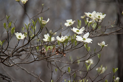 blooming dogwood tree