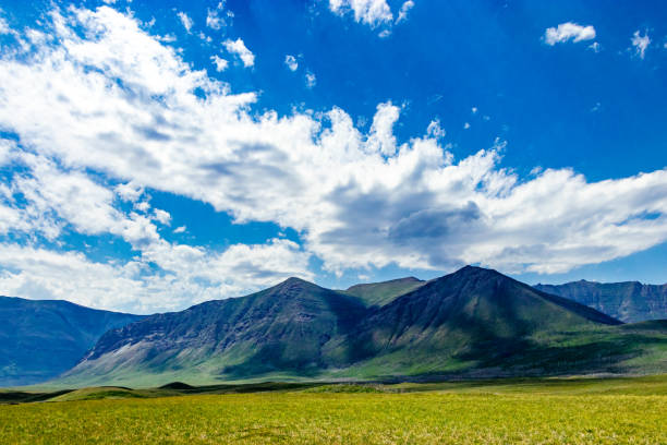 istock Bison Loop Waterton Lakes National Park Alberta Canada 1402189485