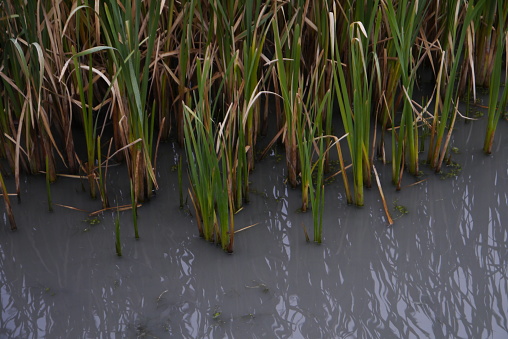 Cat Tails in a murky swamp - Airdrie AB