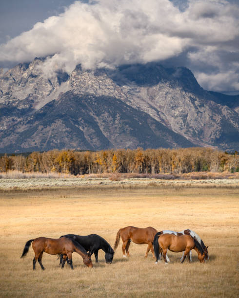 istock Horses in the pasture in the Teton Range 1402193542