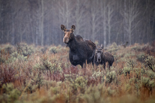 Portrait of a moose bull with big antlers close up in forest.