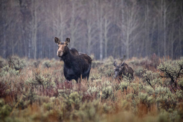 istock Cow Moose assessing the situation for her calf 1402193559
