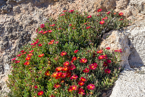Mediterranean flora. A flowering, undersized shrub (Delosperma) with red flowers growing against a cliff on a sunny, spring day
