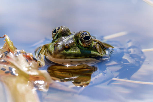istock Frog Prince from the pond 1402194425