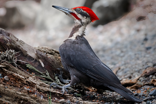 Awesome portrait of woodpecker female on nest