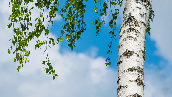 Beautiful white bark with black pattern and sunlit fresh green spring leaves in idyllic tranquil nature detail