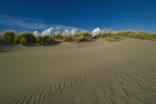 Happy dog is running on the sandy beach in the Katwijk during the sunset, Netherlands