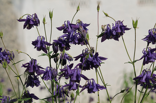 Flowering common columbine (Aquilegia vulgaris) plant with violet flowers in garden