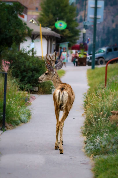 istock Young deer walking on the sidewalk in Colorado 1402198175