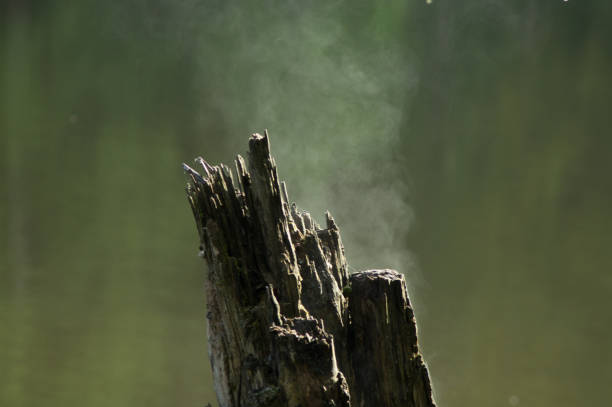 el humeante tocón húmedo del árbol cuando el sol lo calentó después de la lluvia. - fog wet rain tree fotografías e imágenes de stock