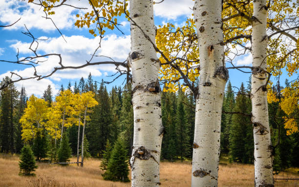 Three Aspens in the forest Aspens and Pines along a meadow in the Black Hills of South Dakota black hills national forest stock pictures, royalty-free photos & images