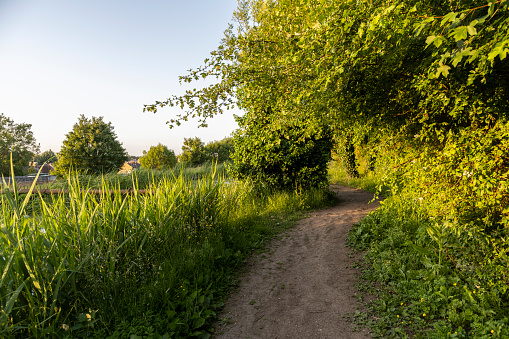 Walking path amidst greenery in North London.