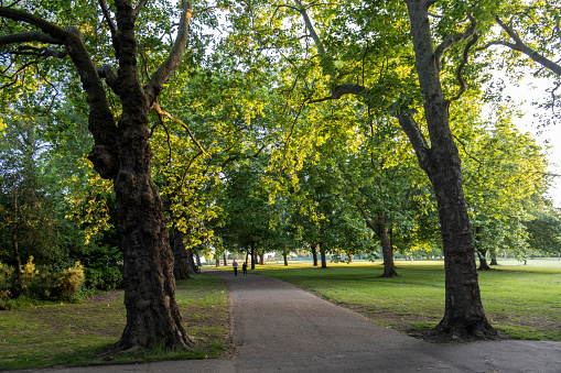 Beautiful avenue in to the park in north London.