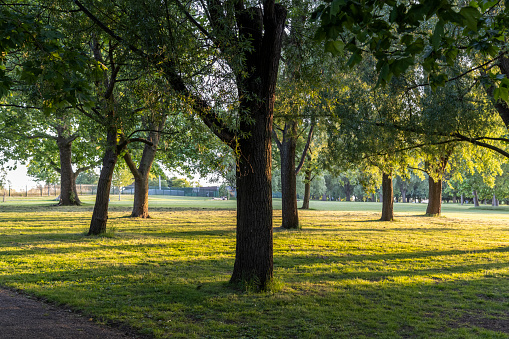 End of the day in the park with the sun shining through the trees and shining on the grass.