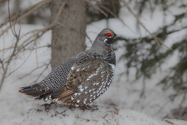 istock A Spruce Grouse in Alaska 1402199848