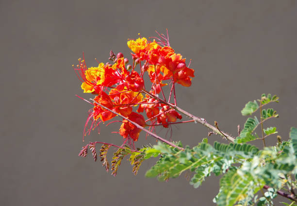 Flowers, plants and fruits in the Brazilian Cerrado and Atlantic Forest