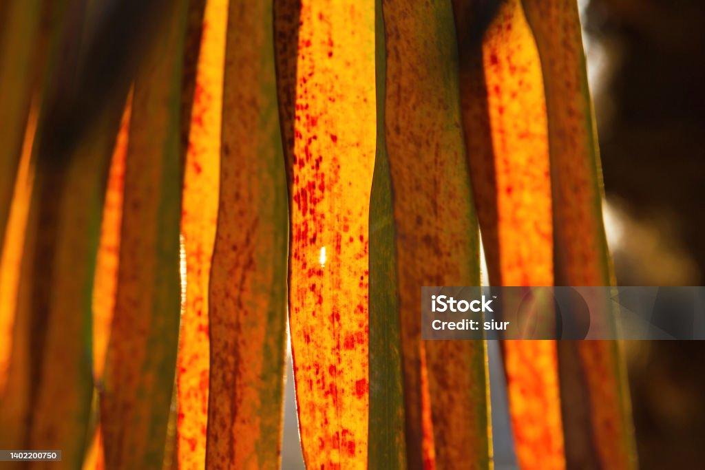 Autumnal Palm Leaves  - Hojas otoñales de Palmera Palm leaves with backlit yellow and orange autumnal colors Autumn Stock Photo