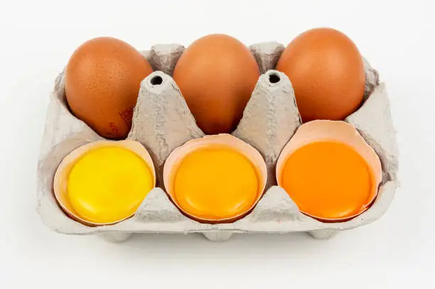 Yolk different colours of chicken egg, yellow and orange, dark and bright, chicken and hen.