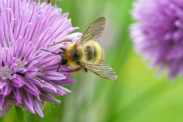 honey bee is working diligently to collection nectar from purple flower - bestuiving fotos stockfoto's en -beelden