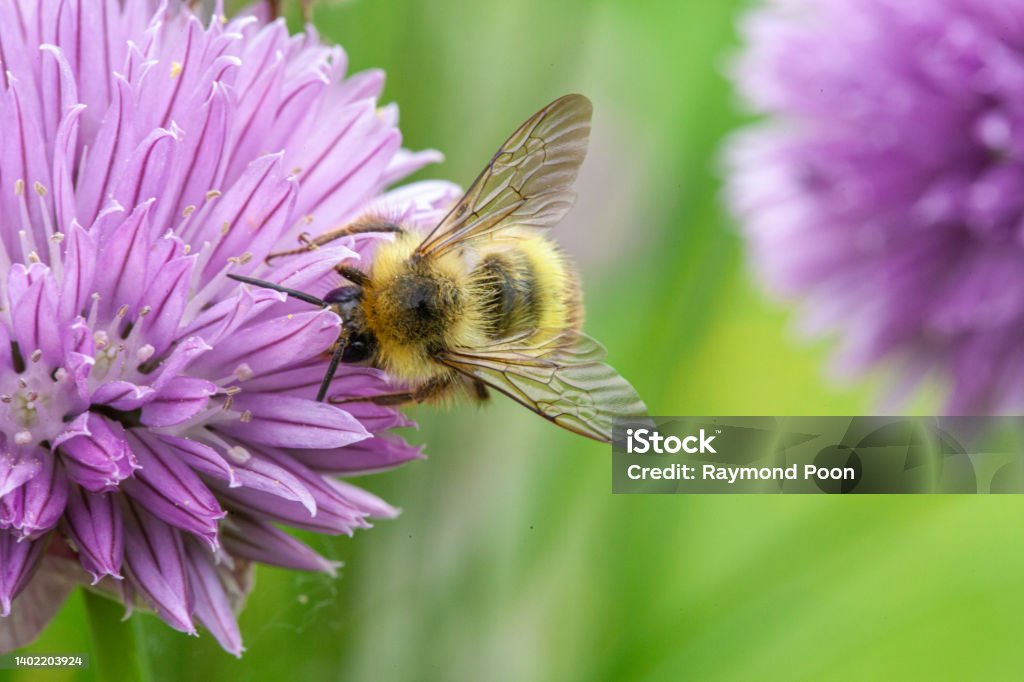Honey bee is working diligently to collection nectar from purple flower Close-up of honey bee crawling on flower petal of purple colour. Honey bee is busy collecting flower nectar. Bee Stock Photo