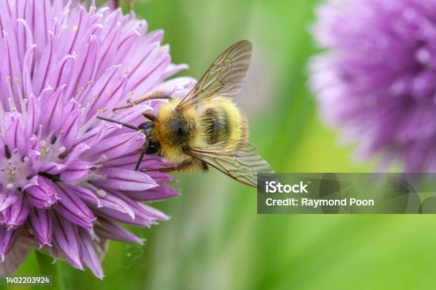 Honey Bee Is Working Diligently To Collection Nectar From Purple Flower Stock Photo - Download Image Now