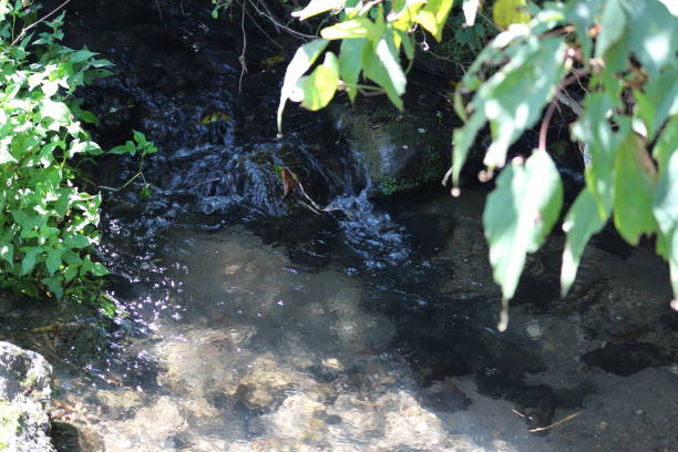 istock A river flowing through the gaps between the leaves 1402205340