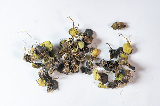 chinese medicine  Spirodela polyrhiza ( Duckweed),   Spirodela