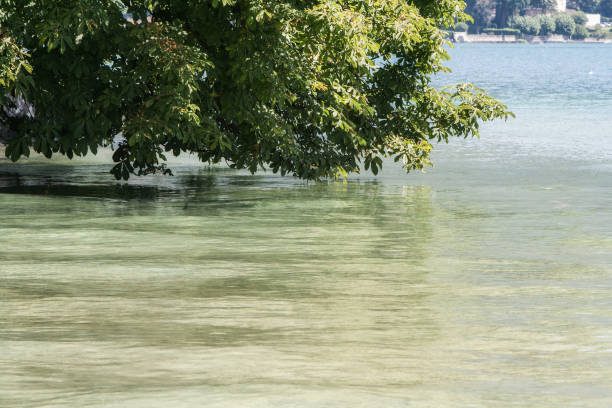 Annecy, France - Augustus 21, 2008: Branches of an enormous old tree hanging in the water of the lake in front of the imperial hotel